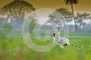 Partners for Life Sarus Crane birds