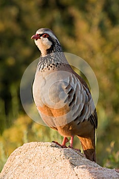 Partridge photo