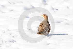 Partridge