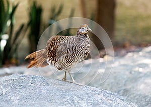 Partridge
