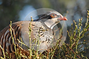 Partridge photo