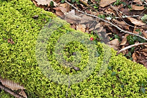 Partridge berry plant on a mossy log