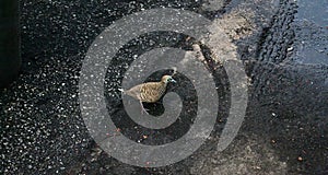 A Partridge On The Road