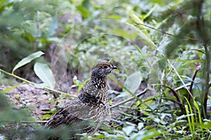 Partridge Bird Stock Photos