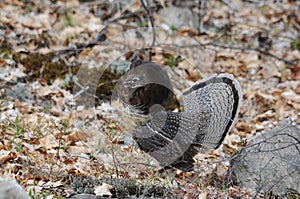 Partridge Bird Stock Photos.   Grouse struts mating plumage