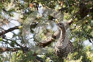 Partridge Bird Stock Photos.  Image. Picture. Portrait.  Autumn season partridge. Brown feathers plumage. Perched on tree branch