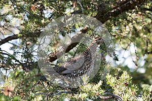 Partridge Bird Stock Photos.  Image. Picture. Portrait.  Autumn season partridge. Brown feathers plumage. Perched on tree branch