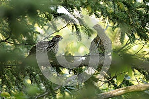 Partridge Bird Stock Photos.  Image. Picture. Portrait.  Autumn season partridge. Brown feathers plumage. Perched on tree branch