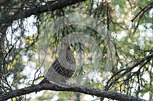 Partridge Bird Stock Photos.  Image. Picture. Portrait.  Autumn season partridge. Brown feathers plumage. Perched on tree branch