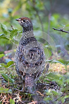 Partridge Bird Stock Photos. Image. Picture. Portrait. Partridge in the forest.