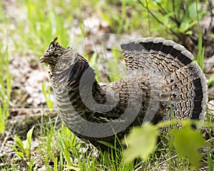 Partridge Bird Stock Photos.   Partridge bird Grouse struts mating plumage