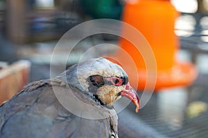 Partridge birds reared in a farm