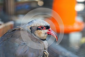 Partridge birds reared in a farm