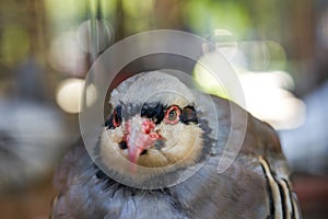 Partridge birds reared in a farm