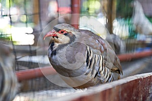 Partridge birds reared in a farm