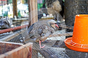 Partridge birds reared in a farm