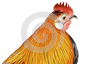 Partridge Brahma rooster  on white