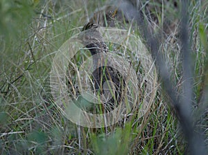 Partridge at Cerro Blanco reserve photo