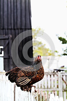 Partridge Cochin Hen