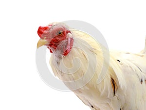 Partridge Cochin Rooster.