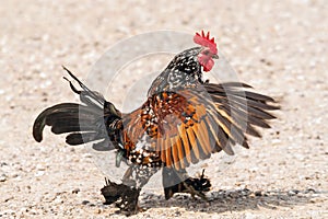 Partridge Cochin Rooster