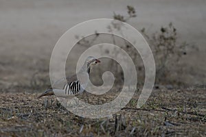 A Partridge at Dawn