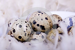 Partridge eggs