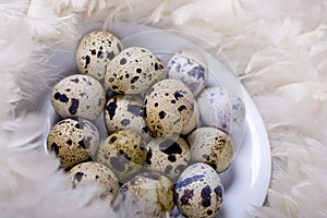 Partridge eggs