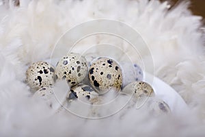 Partridge eggs
