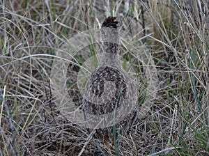 Partridge hiding in the bush at Cerro Blanco reserve