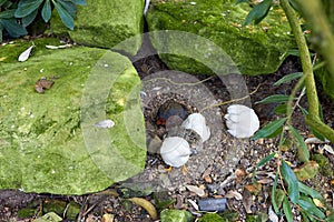 Partridge living in the garden. Partridges walk on the grass among nature. Small partridge birds make a nest for birds. Birds livi