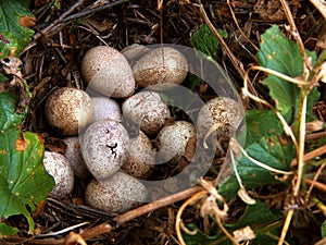 Partridge Nest photo