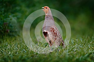 Partridge with open bill in the green grass. Grey partridge, Perdix perdix, bird in habitat. Animal in the nature meadow. Detail