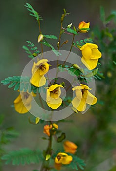 Partridge Pea