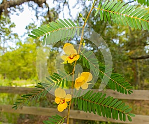 Partridge pea - Chamaecrista fasciculata - is a species of legume native to most of the eastern United States. Host plant for