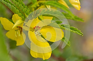 Partridge pea plant flowers (Chamaecrista fasciculata)