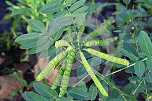 Partridge Pea plant in summer with pods