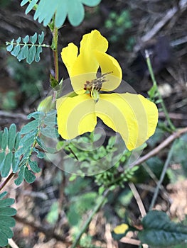 Partridge Pea Wildflower - Chamaecrista fasciculata