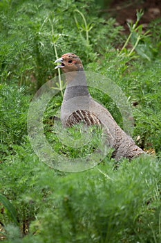 Partridge