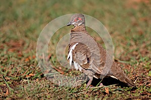 Partridge pigeon, Australia