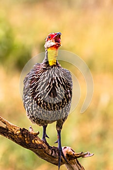 Partridge sings. Yellow-necked Spurfowl