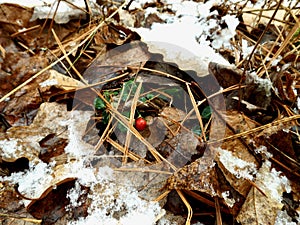 Partridgeberry peeking out from the fall leaves and snow