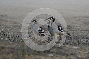 Partridges at Dawn