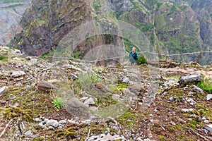 Partridges in the mountains of Madeira