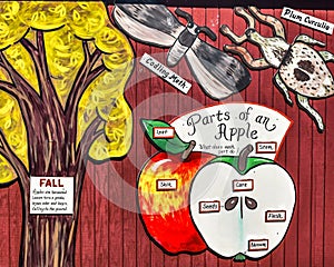 Parts of an Apple Diagram