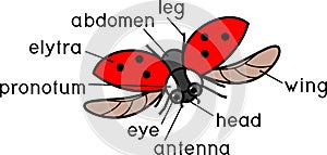 Parts of body of flying ladybug with titles. External structure of insect