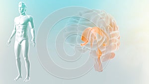 Parts of Brain with human Body