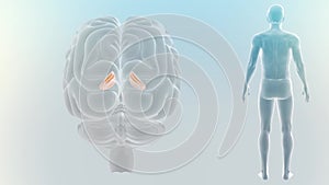 Parts of Brain with human Body