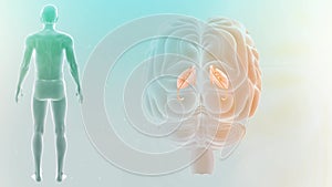 Parts of Brain with human Body