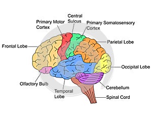 Parts of Brain photo